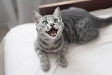Yumuşak kedi yavrusu beyaz battaniyeye uzan. Yatakta yatan sevimli gri kedi. Küçük tekir gri kedi odada dinleniyor. Anlamlı sevimli gözlerle yukarı bakıyor. Metin için boş boşluk