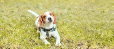 Sevimli yavru köpek yazın çimlerin üzerinde kameraya gülümsüyor.