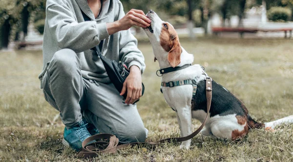 Jonge Gelukkige Beagle Puppy Eet Wat Hondenvoer Uit Mensen Hand — Stockfoto