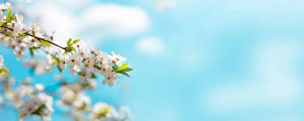 Gros Plan Cerisier Fleurs Printemps Sur Fond Bleu Pastel Belle — Photo