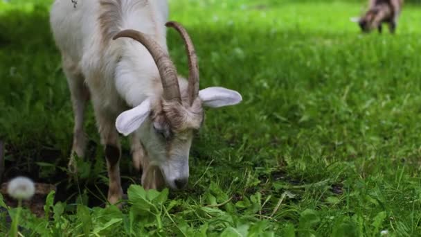 Close-up van het hoofd van bruine geit kind grazen, het eten van gras op groene zomerweide veld op het platteland van het dorp — Stockvideo