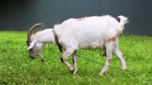 Portrait of a goat eating grass on a field at village — Stock Video