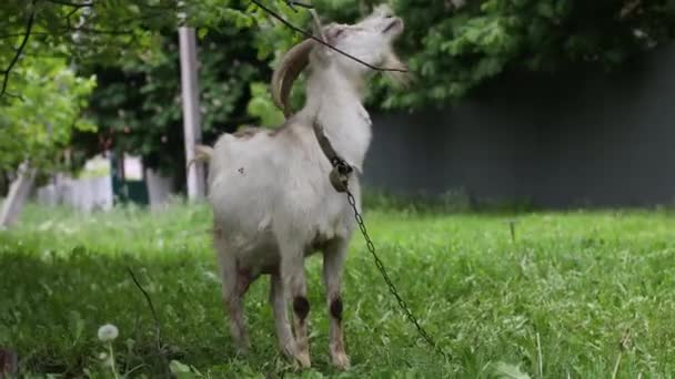Молодой козел с рогами стоит на зеленой траве в деревне. Облачная погода, ветер — стоковое видео