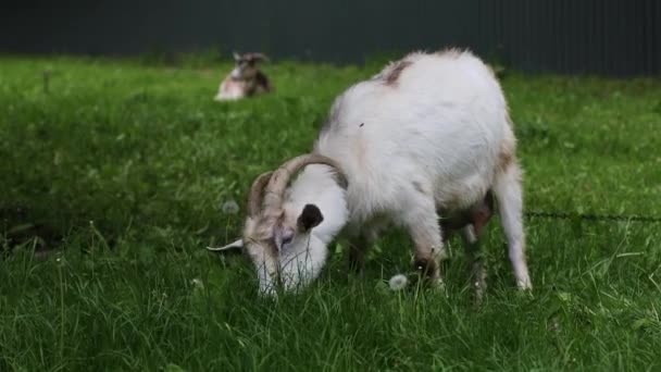 하얀 염소와 뿔달린 염소 가 초원에 있는 농장에서 풀을 뜯고 있었습니다. 마을의 자연 속에서 찍은 근접 사진 — 비디오