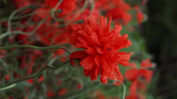 4K. Fantastisk vacker öppen knopp av röd vallmo blomma i fältet på en landsbygd — Stockvideo