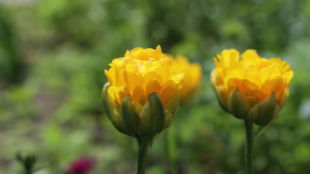 여름의 화창 한 날 들판에서 꽃피는 4k 의노란 꽃 — 비디오