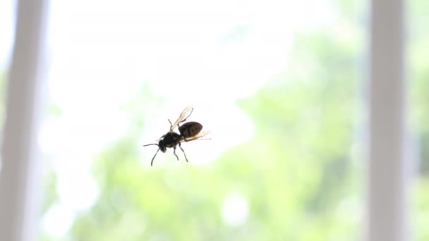 Tagsüber kriecht eine gestreifte gelb-schwarze Wespe auf ein durchsichtiges Glasfenster. Gefährliche Insekten aus nächster Nähe vor grünem Hintergrund. — Stockvideo