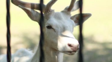 Nadir albino beyaz geyik yüzü hayvanat bahçesindeki metal parmaklıkların arkasında duruyor.