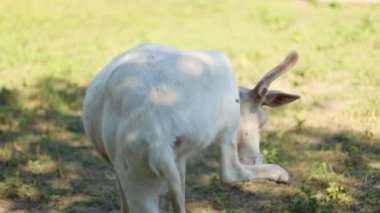 Hayvanat bahçesindeki çayırda tatlı beyaz geyik