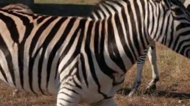 Afrika zebraları sıcak savanada parlak güneşin altında dururlar. Afrika safarisi