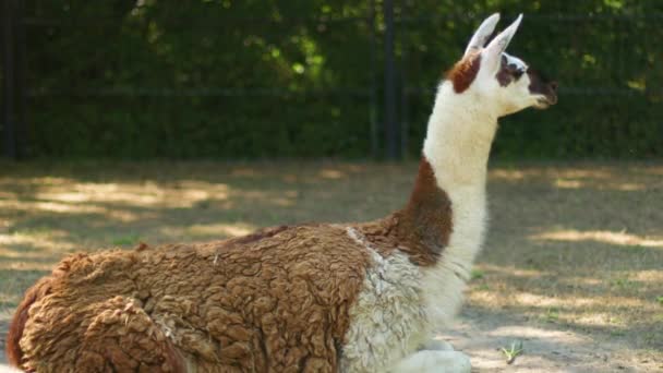 Lama de laine blanche marron repose sur le sol dans le zoo — Video
