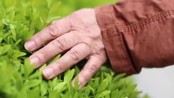 Yetişkin kadın parmaklarına dokunarak yeşil bitkinin tadını çıkarıyor. Organik tarım. — Stok video