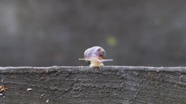 Caracol en la ladera. Un gran caracol en una concha se arrastra a lo largo de un camino de hormigón después de la lluvia — Vídeos de Stock