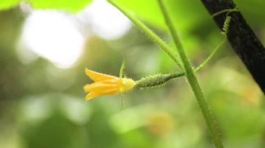 Çiçekli küçük yeşil salatalık bir çalılıkta serada ya da bir tarlada.