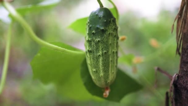 Frische stachelige Gurkenpflanze wächst an einem Strauch im Gewächshaus oder auf einem Feld. Erntekonzept. Frische gesunde Biolebensmittel, landwirtschaftliches Geschäftskonzept. — Stockvideo