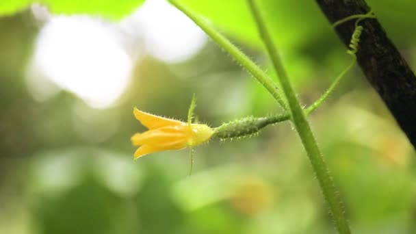 Liten grön gurka med blomma på en buske i ett växthus eller på ett fält. — Stockvideo