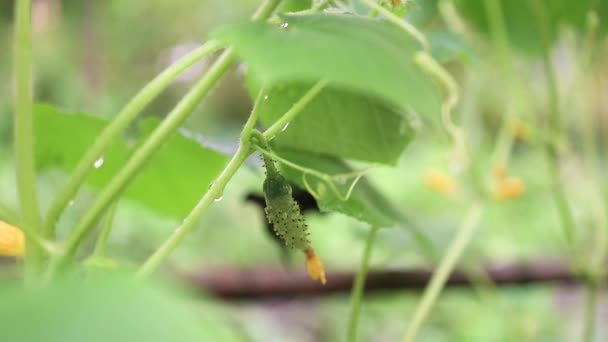 Groene komkommer op een tak met gele bloemen. Detail van kleine onrijpe komkommers. Biologische landbouw. — Stockvideo