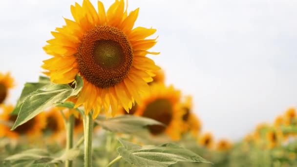 Słoneczniki na polu ze słońcem o zachodzie słońca. Słoneczniki są uprawiane do zbiorów rolnych. Wytwarzanie ekologicznego, naturalnego oleju słonecznikowego. — Wideo stockowe