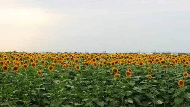 4k Flor girasoles amarillos en el campo al amanecer la luz del sol. Cosecha agricultura girasoles campo concepto naturaleza. — Vídeo de stock