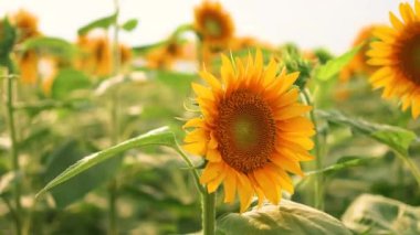 Tarladaki bir çayırda parlak sarı ayçiçeği. Çevre dostu, doğal ayçiçeği yağı üretir. Yakın plan..