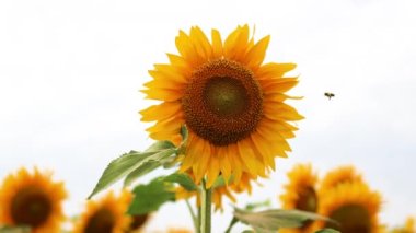 Bal arısı sarı ayçiçeği üzerinde nektar toplar. Tarladaki bir çayırda parlak sarı ayçiçeği. Yaz tatili, tatil, dinlenme ve yaşam tarzı..