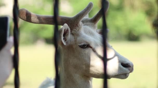 Ritratto di raro bianco albino volto di cervo sta dietro le sbarre di metallo allo zoo — Video Stock