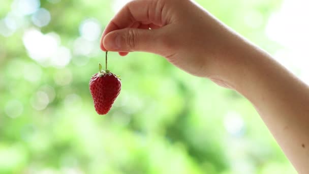 Fragola fresca matura nelle mani di una bella donna. — Video Stock