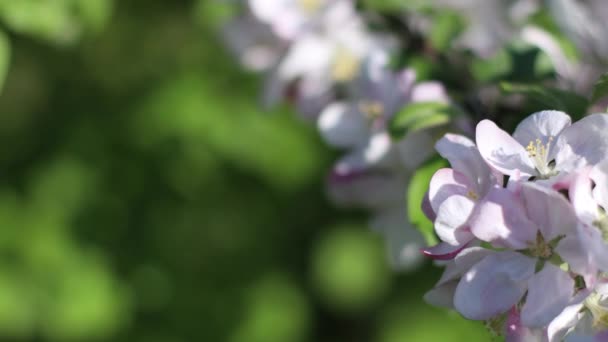 Beautiful fresh white flowers of fruit trees blooming in spring garden, 4k — Stock Video