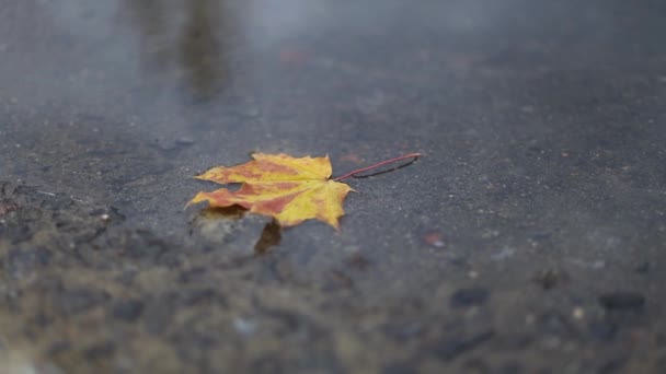Один апельсиновий осінній лист в калюжі в дощову погоду, осінній настрій, вибірковий фокус . — стокове відео