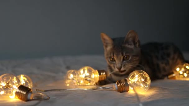 Lindo gatito gris tabby juega con una guirnalda y una cinta de satén rojo en la cama de la cama. Concepto de Navidad y Año Nuevo — Vídeo de stock