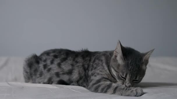 Krásná nadýchaná kočka ležící a lízání jeho tlapky na šedém pozadí. — Stock video