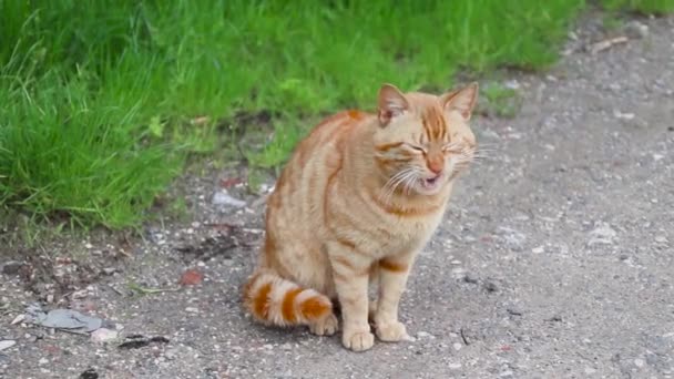 Śmieszne dorosły imbir tabby kot liże jego usta na w zielony naturalny tło — Wideo stockowe