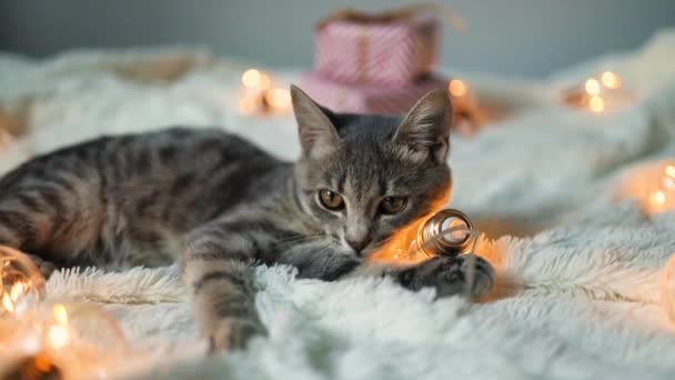 God jul grå tabby kattunge leker med en blinkande krans på sängen. Julklappslådor i bakgrunden — Stockvideo