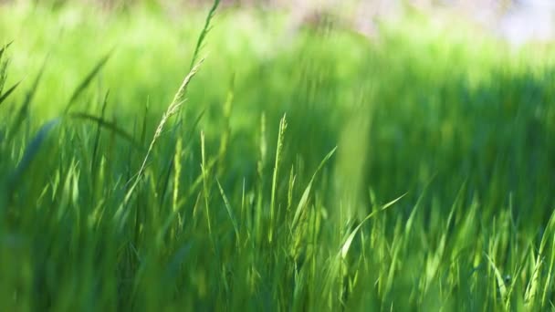 Close up de grama verde balançando ao vento. Grama exuberante longa soprando no vento. — Vídeo de Stock
