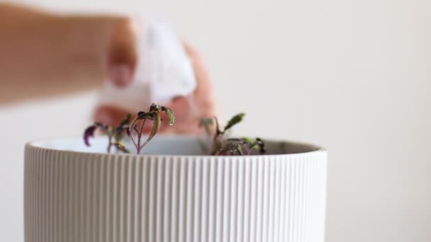 4k Kvinnliga händer vattna gröna tomatplantor med en sprayflaska hemma. Jordbruk. Odlingsanläggningar — Stockvideo