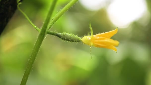 Small green prickly cucumber growing in field vegetable for harvesting. Fresh healthy organic food, farming business concept. — Stock Video