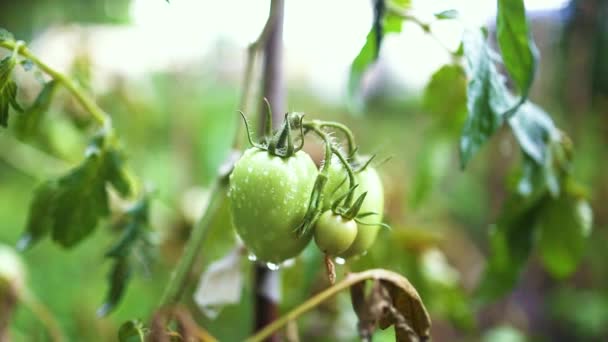 Čerstvá zelená rajčata v organické zahradě. Čerstvé zdravé ekologické potraviny, podnikatelský koncept zemědělství. — Stock video
