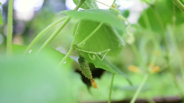 Fábrica de pepino jovem em uma horta. Alimentos orgânicos saudáveis frescos, conceito de negócio agrícola. — Vídeo de Stock