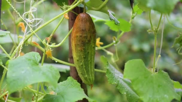 Frische gesunde Biolebensmittel, landwirtschaftliches Geschäftskonzept. Bäuerliche Hände sammeln frische Gurkenernte im Gemüsegarten — Stockvideo