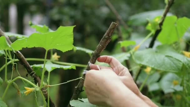 Mulher que trabalha em estufa. Colheita de pepinos verdes frescos. Cultivo de cultivares vegetais industriais — Vídeo de Stock