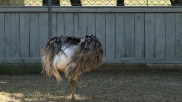 Funny ostrich walk outdoors on the farm at the zoo on a sunny day — Stock Video