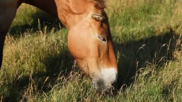 Пшевальський кінь їсть траву на осінньому полі в заповіднику Асканія Нова, Україна. — стокове відео