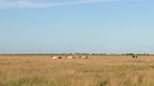 Пржевальские дикие лошади в заповеднике "Яна Нова", Украина. — стоковое видео