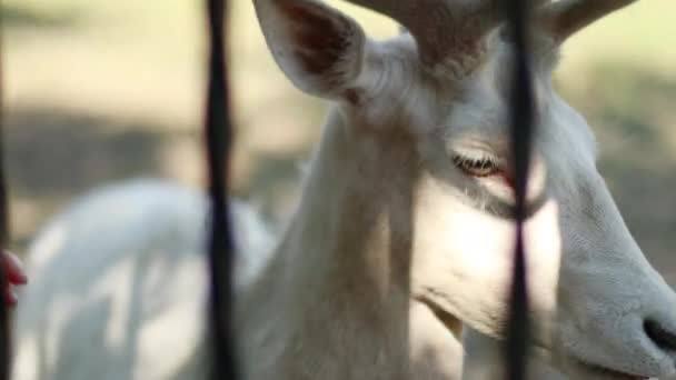 Ritka albínó fehérfarkú szarvas áll a rácsok mögött az állatkertben. — Stock videók