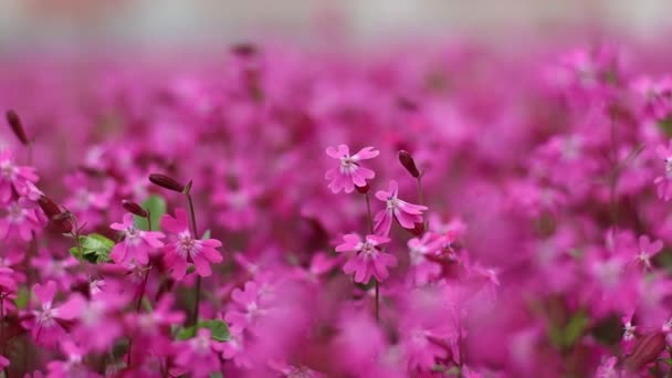 閉じると、ピンクの花が風に吹かれ、柔らかい焦点。牧草地を開花。花や開花植物のフィールド — ストック動画