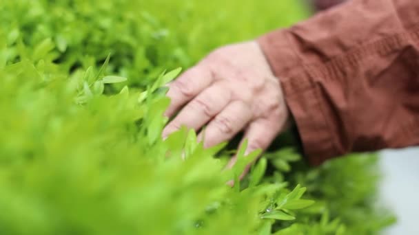 Mulher branca mão tocando desfrutar natureza arbusto planta verde, passeios ao longo do parque, close-up — Vídeo de Stock