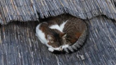 Yetişkin tekir kedi sokakta pipetin üzerinde uyur.