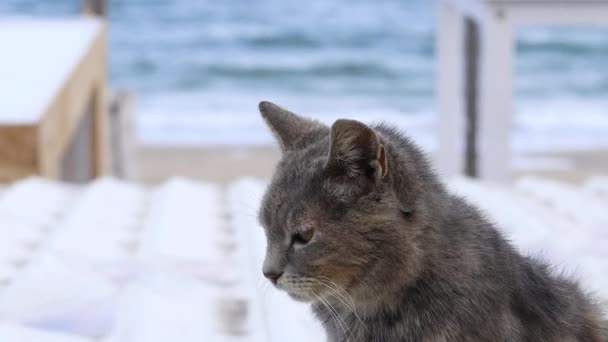 집없는 어른들의 야옹 이 고양이는 도시 거리의 콘크리트 바닥에 앉아 주위를 둘러 본다. 집없는 고양이의 개념을 도움 — 비디오
