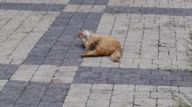 Kızıl, kirli bahçe kedisi şehir parkındaki asfaltta yıkanıp yatıyor. Yetişkin bir tekir kedi patisini yalıyor