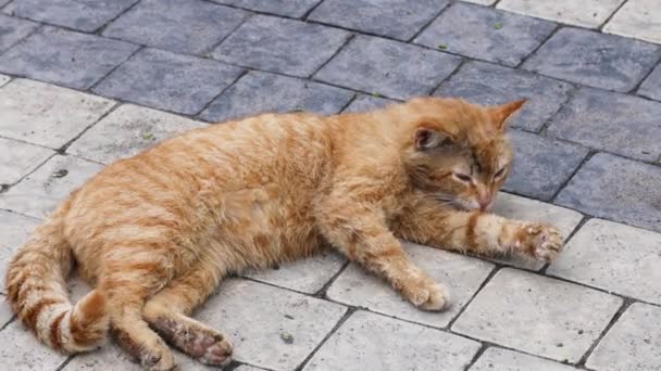 Ginger gato quintal sujo lava e fica no asfalto no parque da cidade. Um gato adulto lambe uma pata — Vídeo de Stock